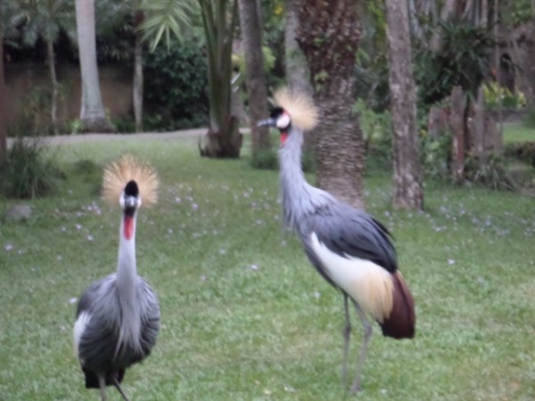 Bali Bird Park