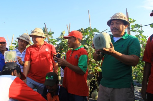 Panen Melon Jembrana