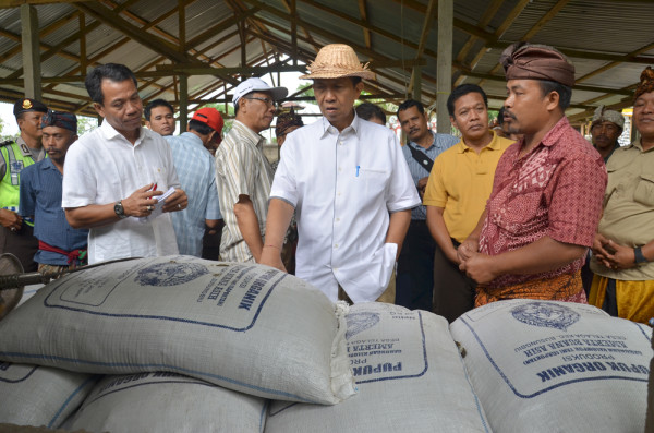 Gubernur Bali Mangku Pastika saat mengunjungi Simantri di Busungbiu Buleleng.(Foto: Humas Pemprov Bali)